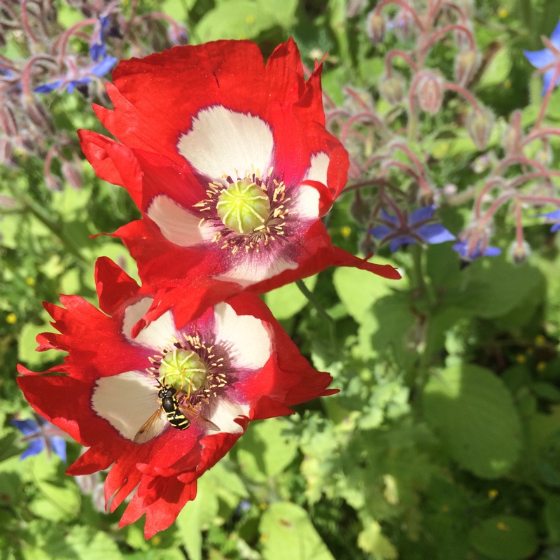 plant image 175507