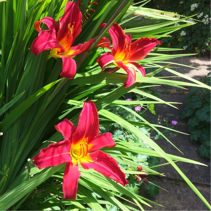plant image 175618 plant image 175618