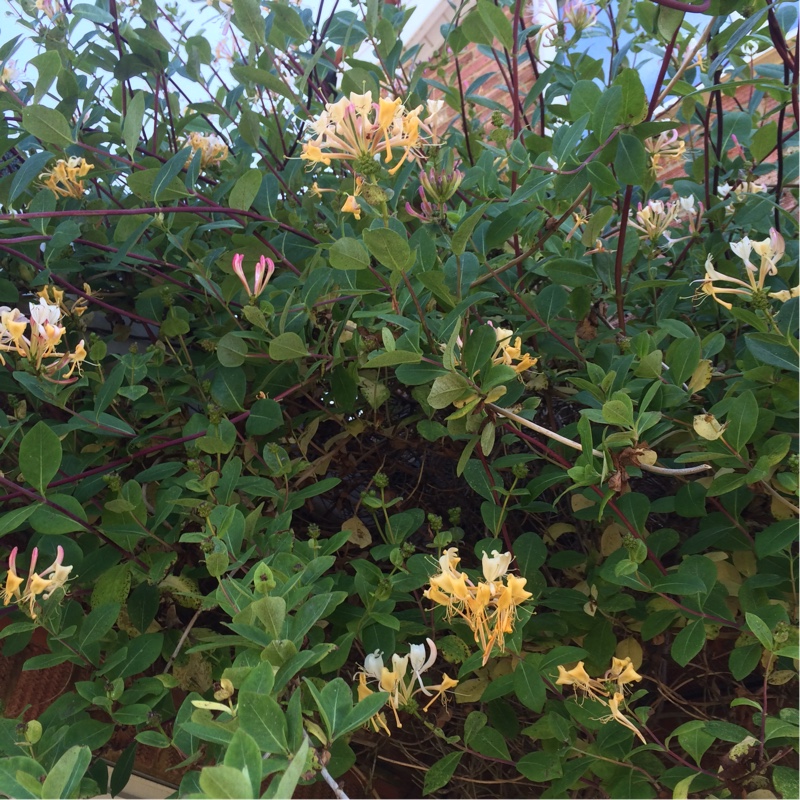 plant image 182914 plant image 182914
