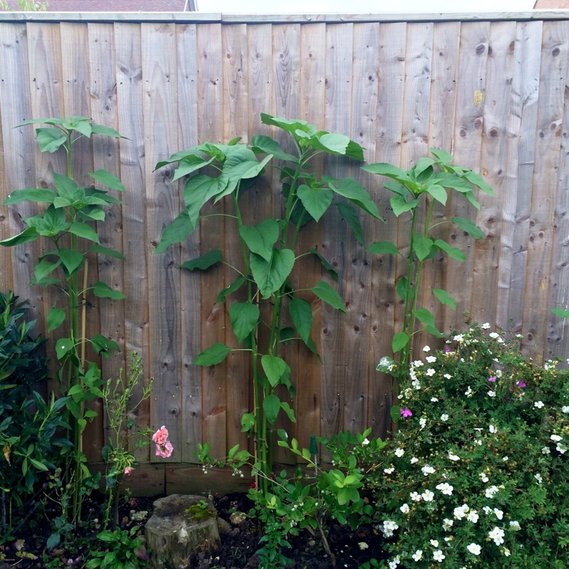 plant image 184348