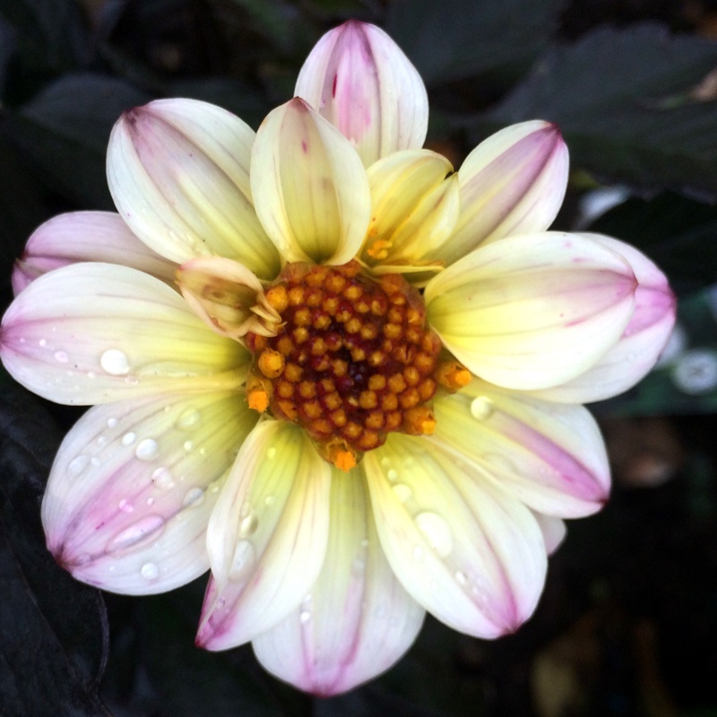 plant image 184808 plant image 184808