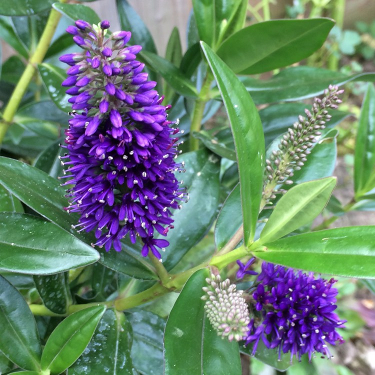 plant image 201563 plant image 201563