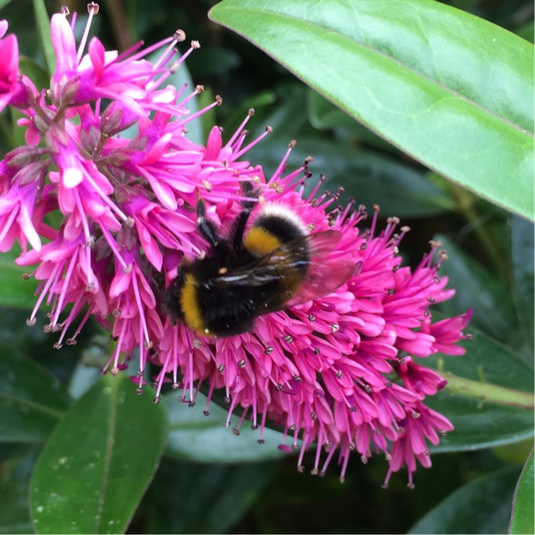 plant image 201565 plant image 201565