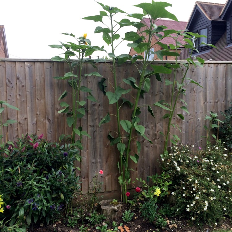plant image 211710
