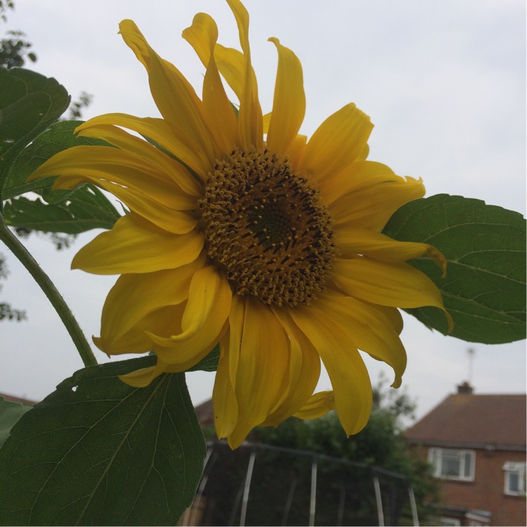 plant image 211711
