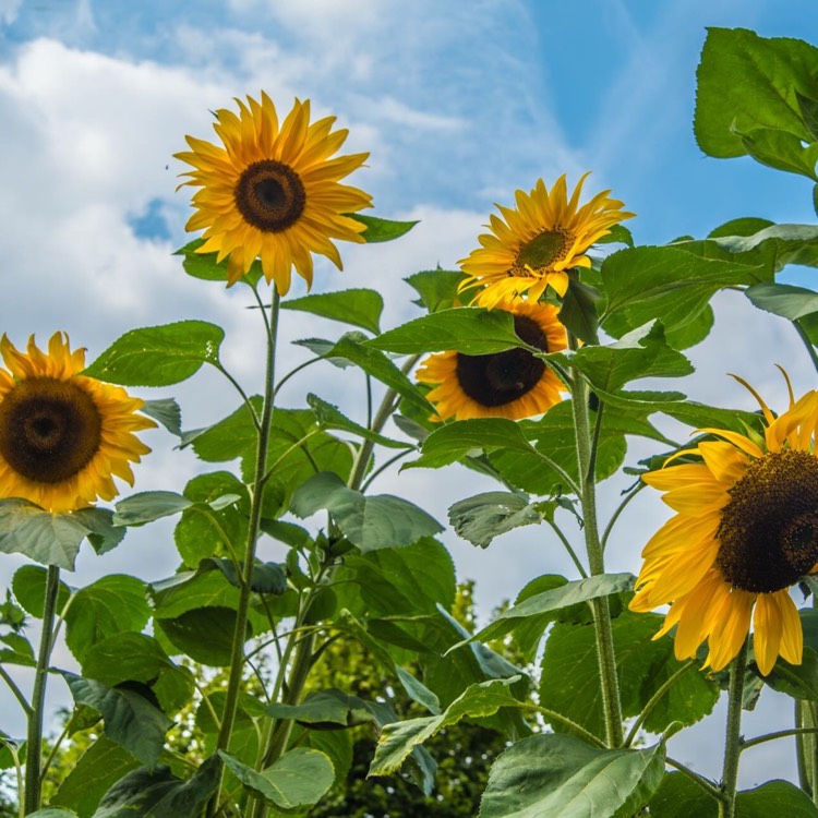plant image 211713