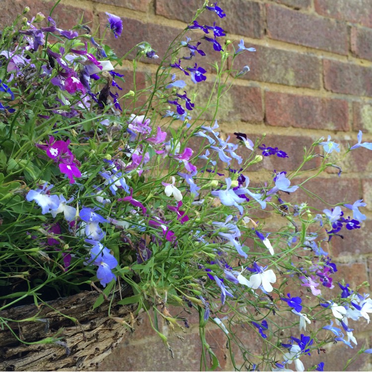 plant image 213139 plant image 213139