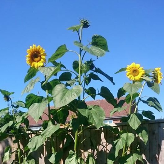 plant image 222954