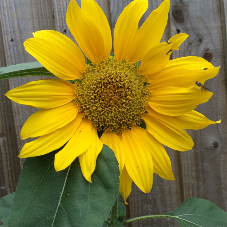 plant image 227812