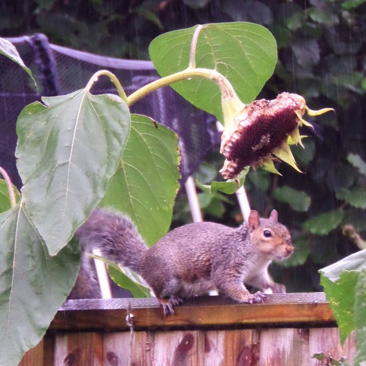 plant image 249627