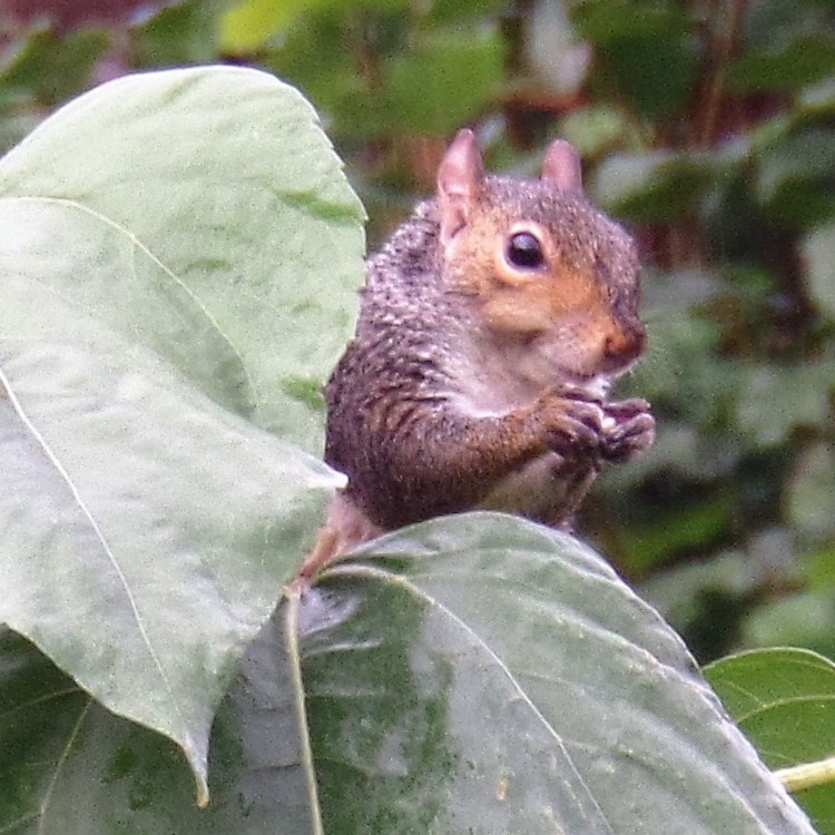 plant image 249630