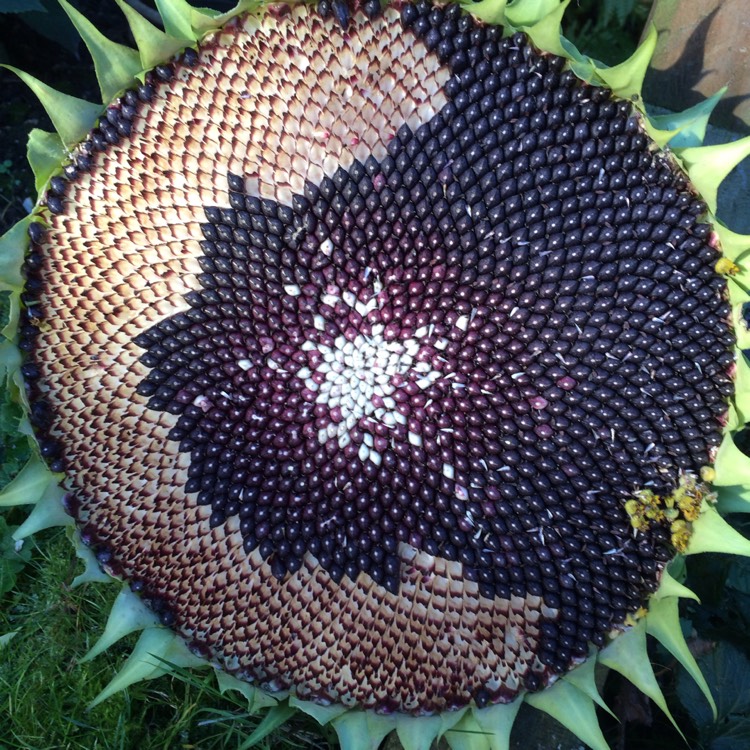 plant image 251443