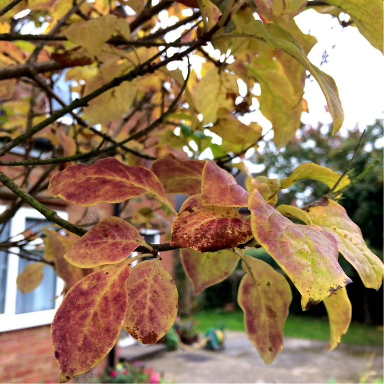 plant image 259469