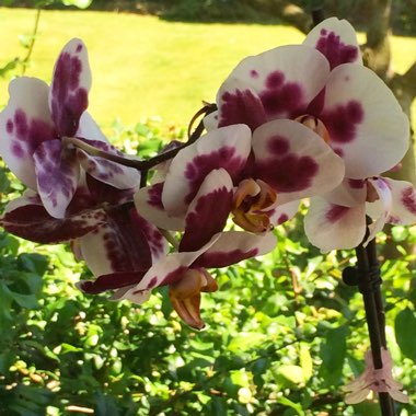 Phalaenopsis