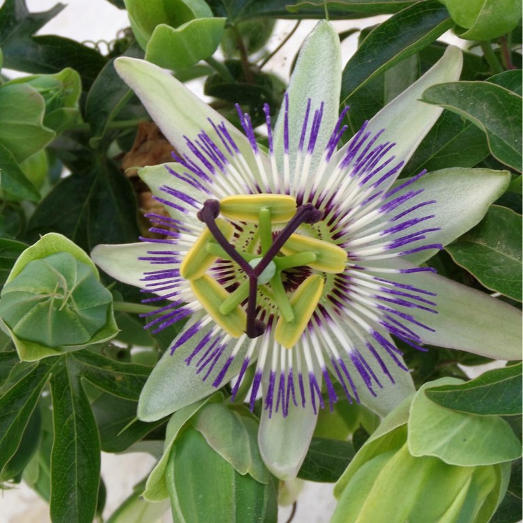 plant image 268458 plant image 268458