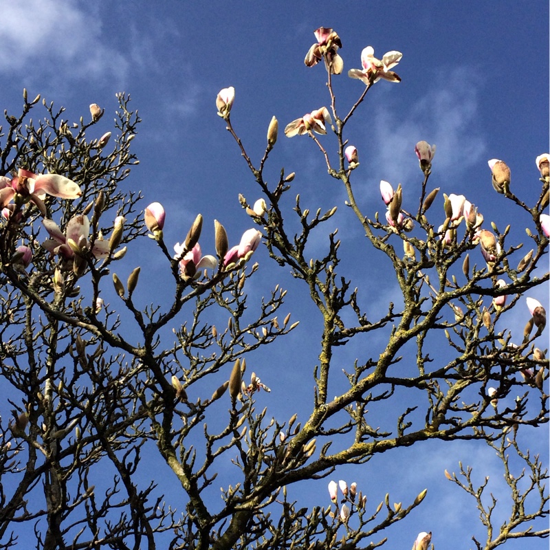 plant image 29284
