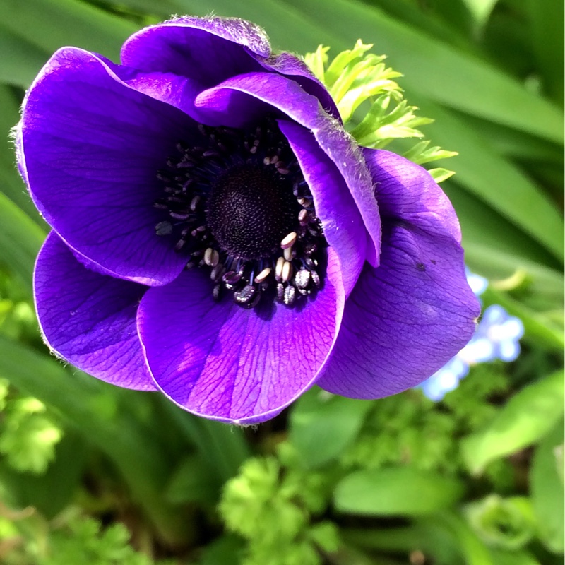 plant image 30990
