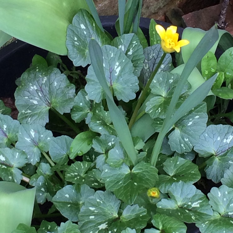 Plant image Ficaria verna