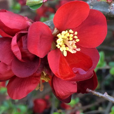 Chaenomeles japonica 'Cido'