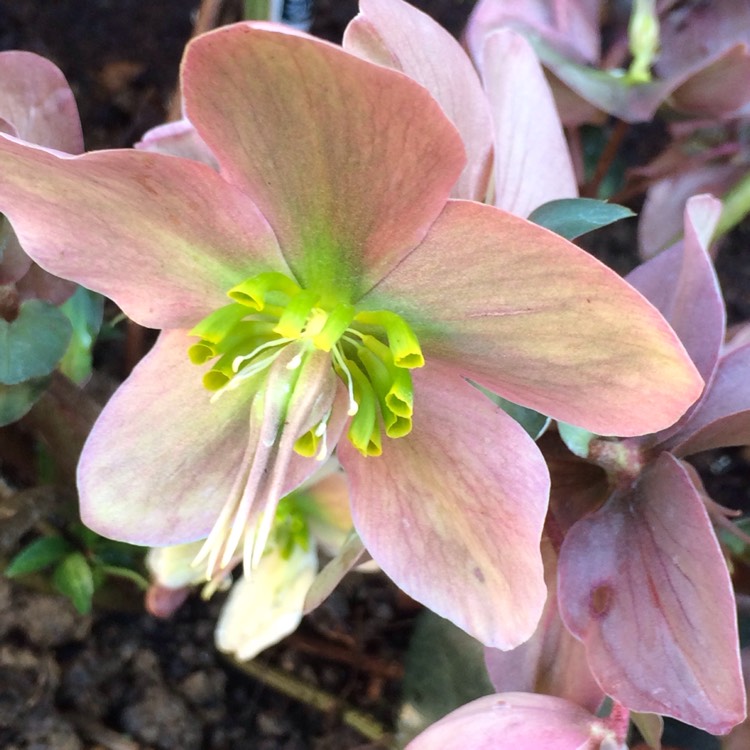 plant image 332508