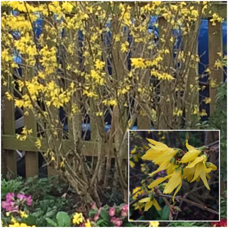 plant image 336378