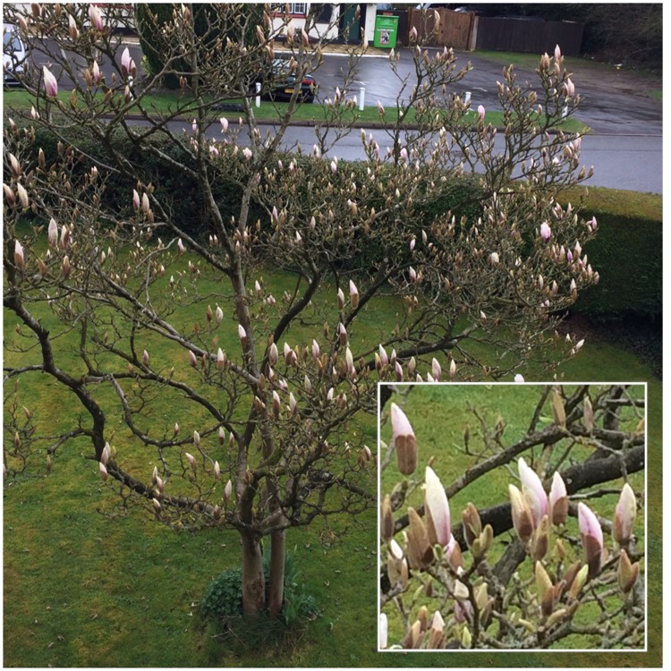 plant image 336380
