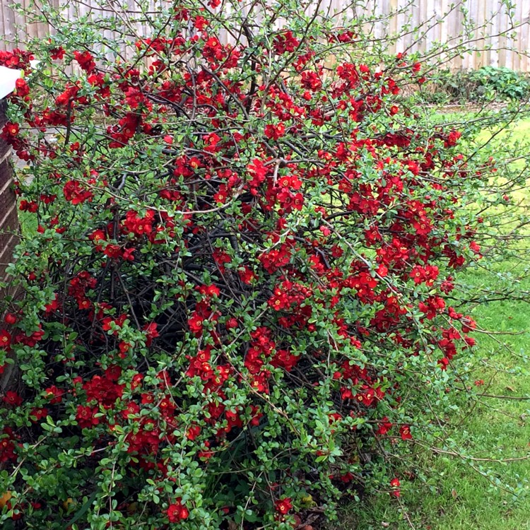 plant image 337821
