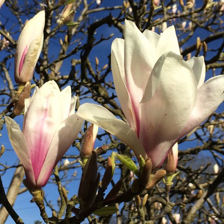 plant image 341172