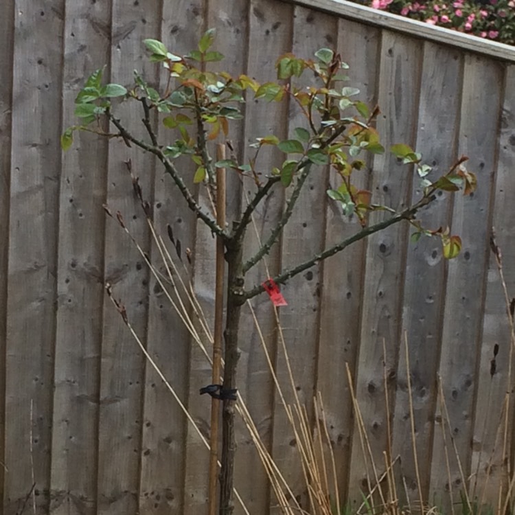 plant image 343515