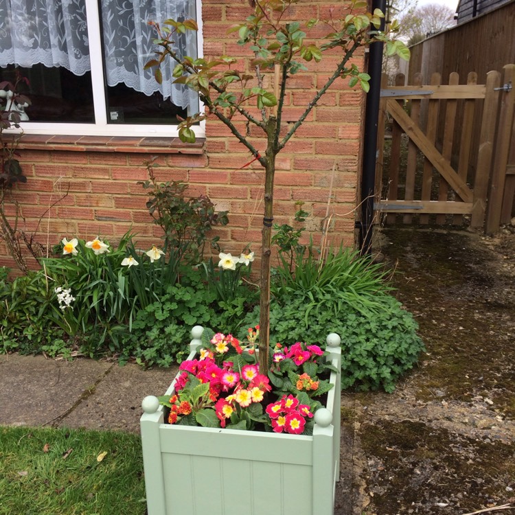 plant image 343516