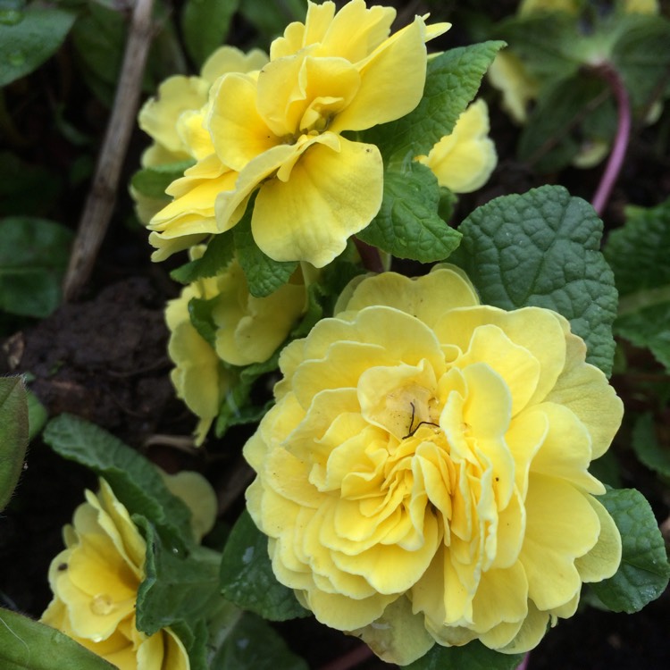 Plant image Primula belarina 'Buttercup Yellow'