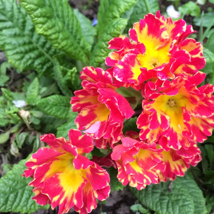 plant image 344312