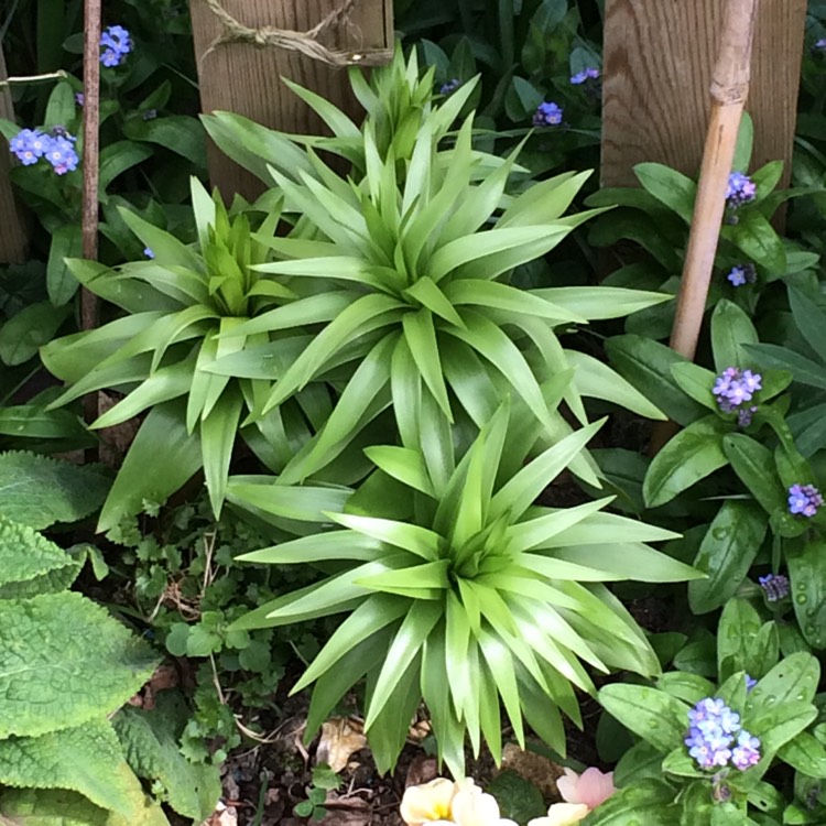 plant image 347118