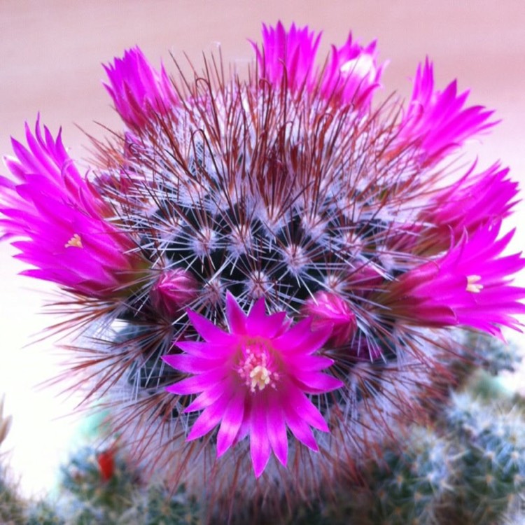 plant image 348193