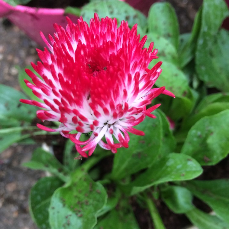 plant image 351419