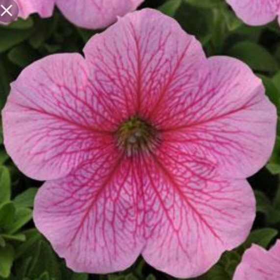 plant image 351432 plant image 351432