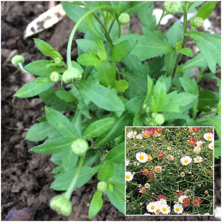 plant image 360469
