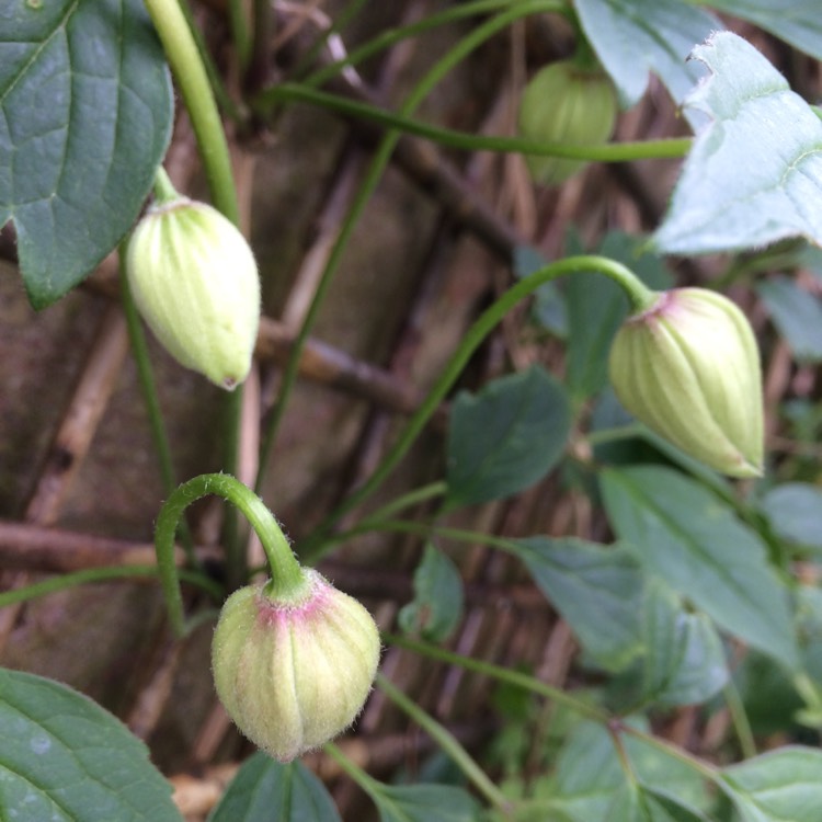 plant image 370082