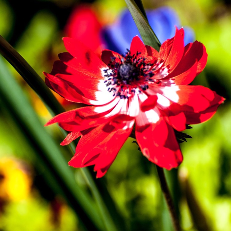 plant image 370085