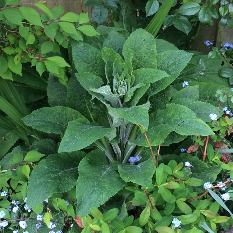 plant image 370093