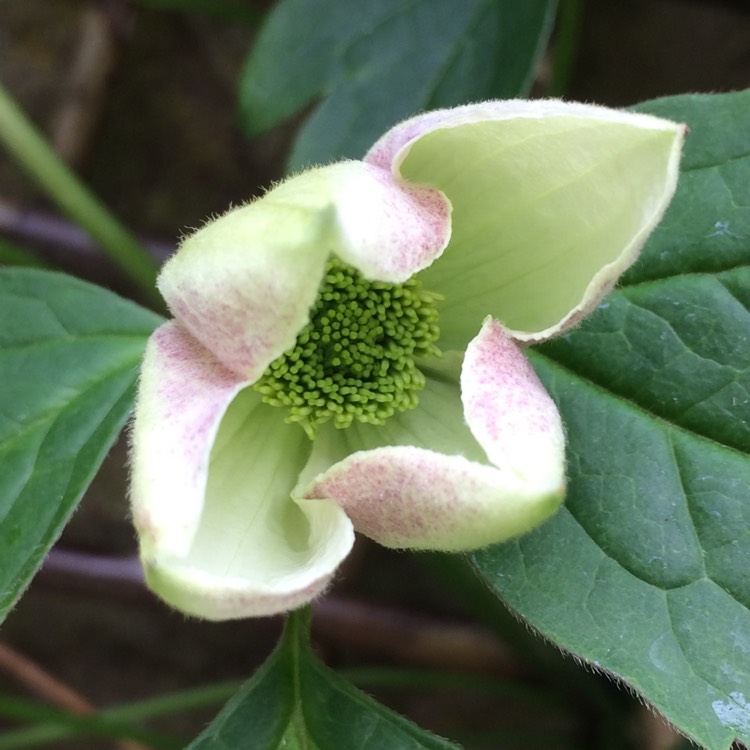 plant image 380590