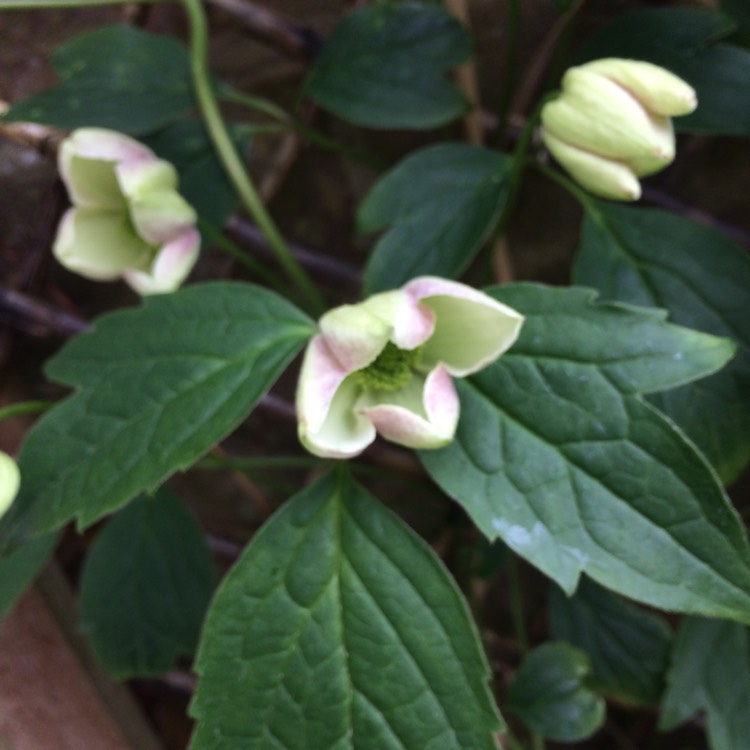 plant image 380592