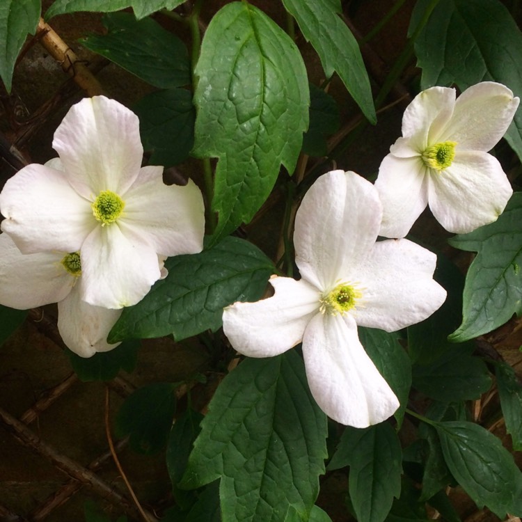 plant image 393054