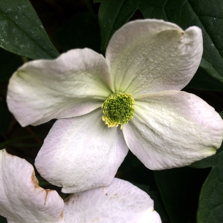 plant image 393055