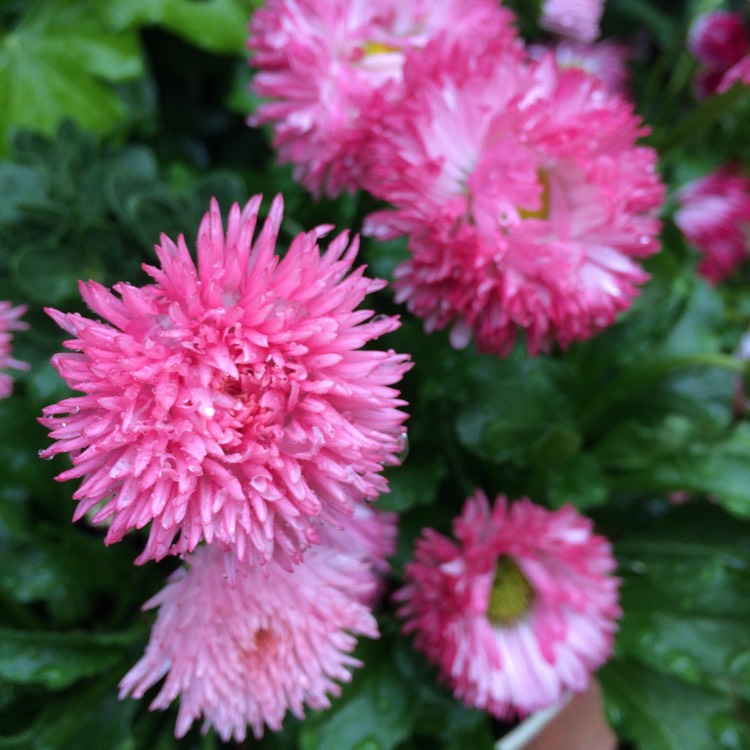 Plant image Bellis Perennis