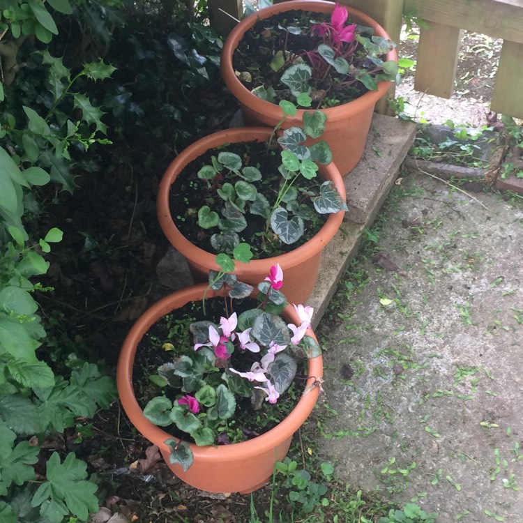 plant image 413422