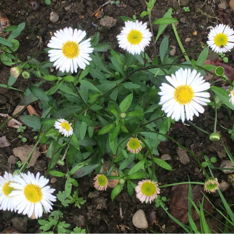 plant image 413432