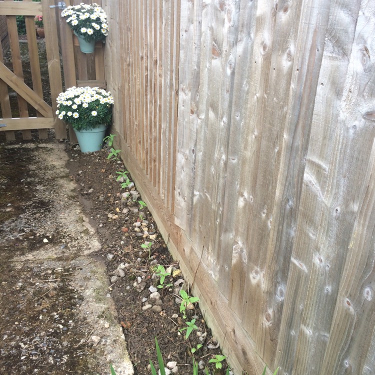 plant image 413463
