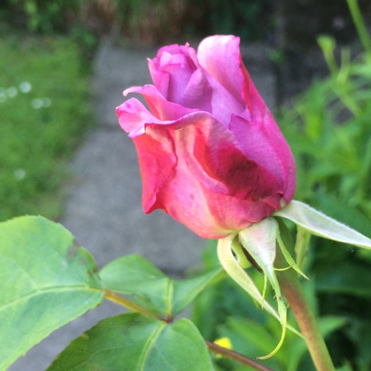plant image 418618