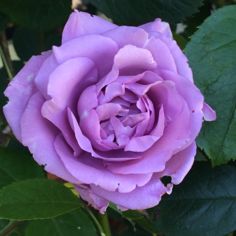 plant image 418621